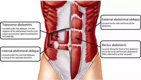 back-health-transverse-abdominals