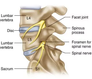 Lumbar vertebrae and joints