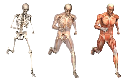 orthopaedic physiotherapy